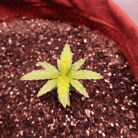 Semente encontrada em um bud growlog timeline photo