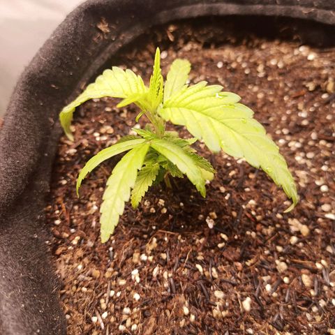 Semente encontrada em um bud growlog timeline photo