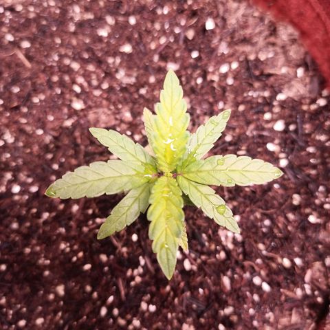 Semente encontrada em um bud growlog timeline photo