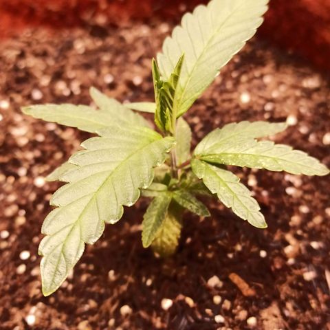 Semente encontrada em um bud growlog timeline photo