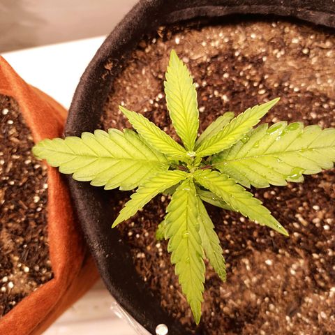 Semente encontrada em um bud growlog timeline photo