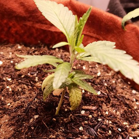 Semente encontrada em um bud growlog timeline photo