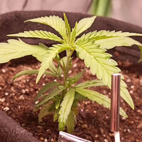 Semente encontrada em um bud growlog timeline photo