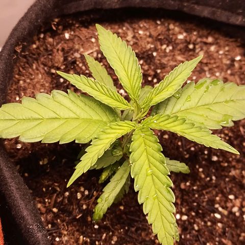 Semente encontrada em um bud growlog timeline photo