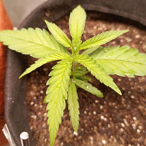 Semente encontrada em um bud growlog timeline photo