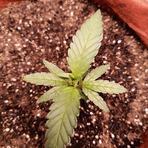 Semente encontrada em um bud growlog timeline photo