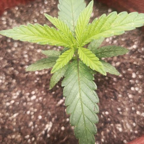 Semente encontrada em um bud growlog timeline photo