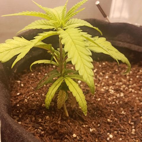 Semente encontrada em um bud growlog timeline photo