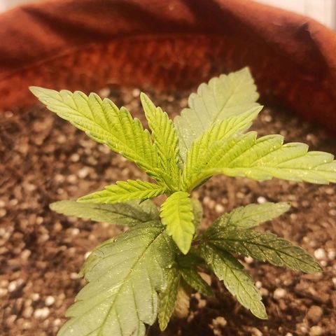 Semente encontrada em um bud growlog timeline photo