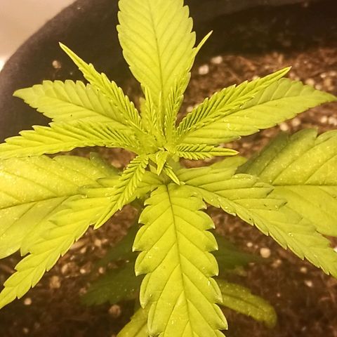 Semente encontrada em um bud growlog timeline photo
