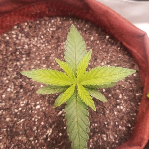 Semente encontrada em um bud growlog timeline photo