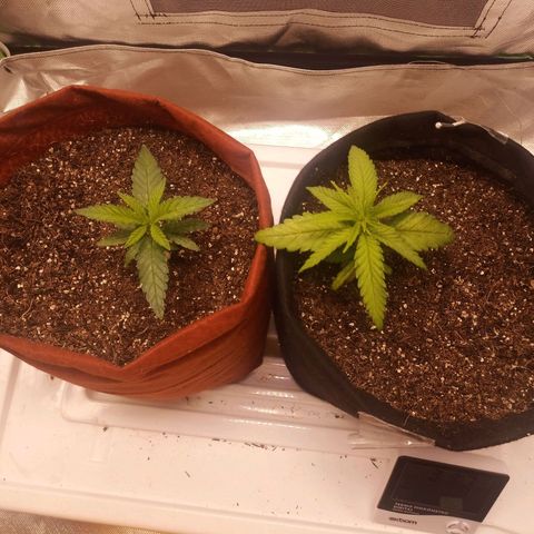 Semente encontrada em um bud growlog timeline photo