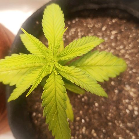 Semente encontrada em um bud growlog timeline photo