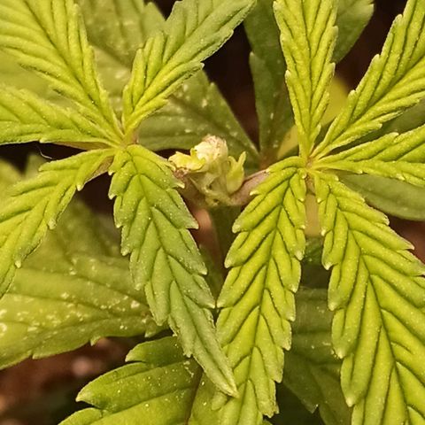 Semente encontrada em um bud growlog photo: Mostrando o resultado da poda + resultado da infestação de ácaros/ aranhas vermelhas.
Comprei óleo de neem para testar. 
