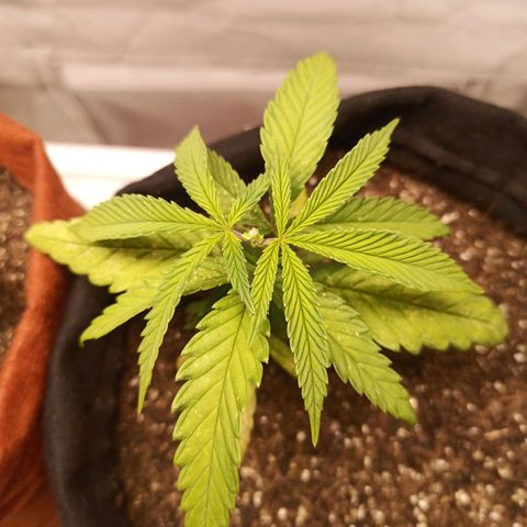 Semente encontrada em um bud growlog photo: Mostrando o resultado da poda + resultado da infestação de ácaros/ aranhas vermelhas.
Comprei óleo de neem para testar. 