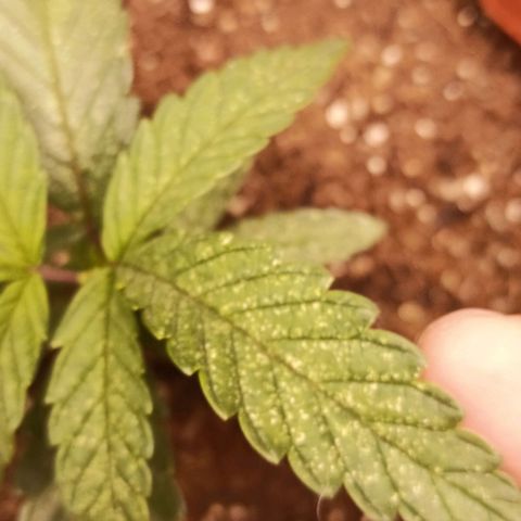 Semente encontrada em um bud growlog photo: Mostrando o resultado da poda + resultado da infestação de ácaros/ aranhas vermelhas.
Comprei óleo de neem para testar. 