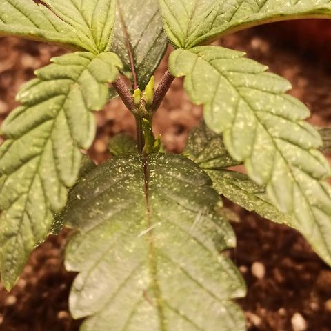 Semente encontrada em um bud growlog photo: Mostrando o resultado da poda + resultado da infestação de ácaros/ aranhas vermelhas.
Comprei óleo de neem para testar. 