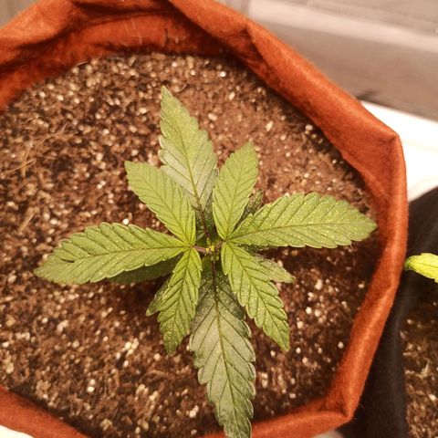 Semente encontrada em um bud growlog photo: Mostrando o resultado da poda + resultado da infestação de ácaros/ aranhas vermelhas.
Comprei óleo de neem para testar. 