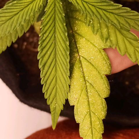 Semente encontrada em um bud growlog photo: Mostrando o resultado da poda + resultado da infestação de ácaros/ aranhas vermelhas.
Comprei óleo de neem para testar. 