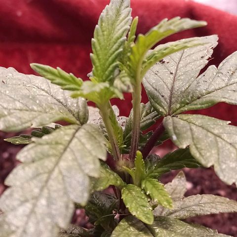 Semente encontrada em um bud growlog timeline photo