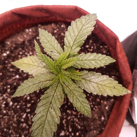 Semente encontrada em um bud growlog timeline photo