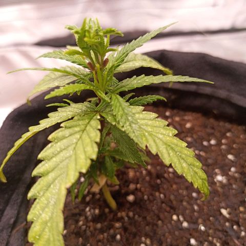 Semente encontrada em um bud growlog timeline photo