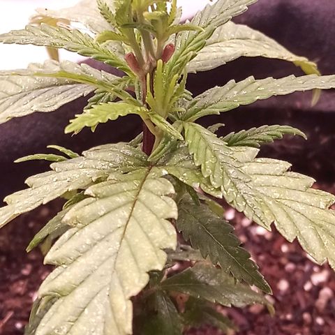 Semente encontrada em um bud growlog timeline photo