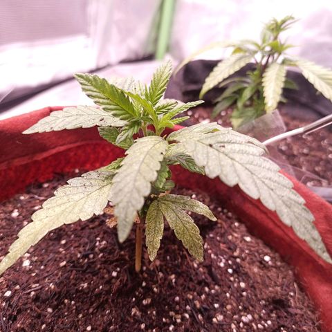 Semente encontrada em um bud growlog timeline photo