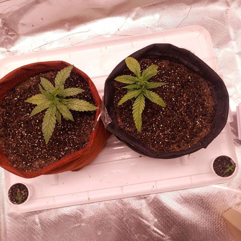 Semente encontrada em um bud growlog timeline photo