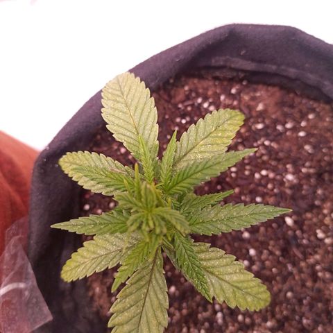 Semente encontrada em um bud growlog timeline photo
