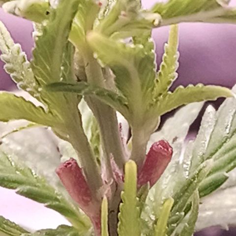 Semente encontrada em um bud growlog timeline photo