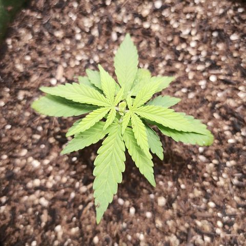 Semente encontrada em um bud growlog timeline photo