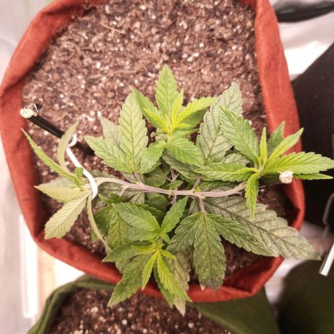 Semente encontrada em um bud growlog timeline photo