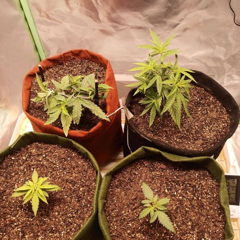 Semente encontrada em um bud growlog timeline photo