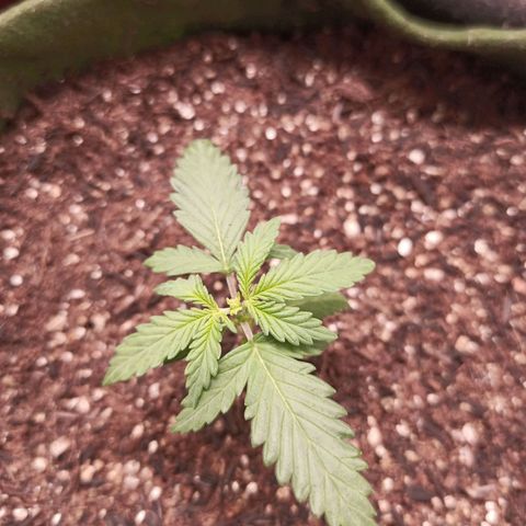 Semente encontrada em um bud growlog timeline photo