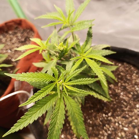 Semente encontrada em um bud growlog timeline photo