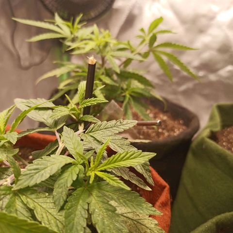 Semente encontrada em um bud growlog timeline photo