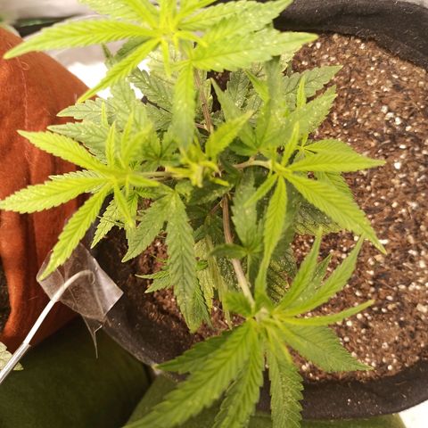 Semente encontrada em um bud growlog timeline photo