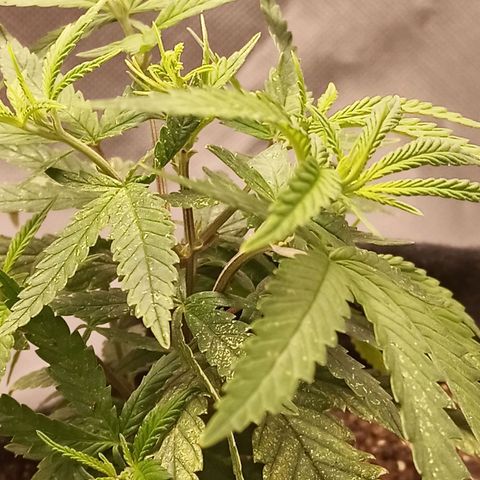 Semente encontrada em um bud growlog timeline photo