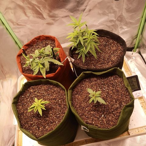 Semente encontrada em um bud growlog timeline photo