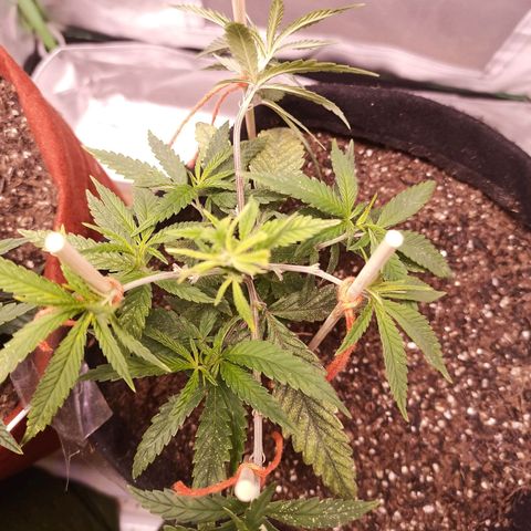 Semente encontrada em um bud growlog timeline photo