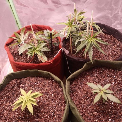 Semente encontrada em um bud growlog timeline photo