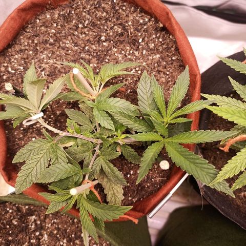 Semente encontrada em um bud growlog timeline photo