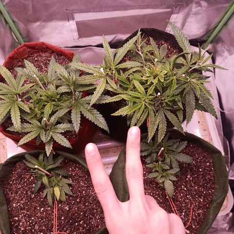 Semente encontrada em um bud growlog timeline photo