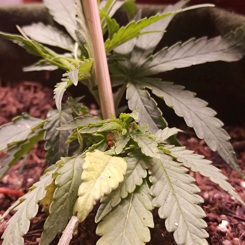 Semente encontrada em um bud growlog timeline photo