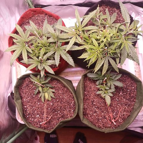 Semente encontrada em um bud growlog timeline photo