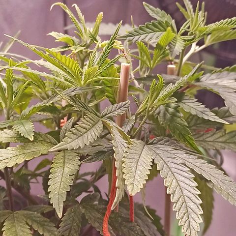 Semente encontrada em um bud growlog timeline photo