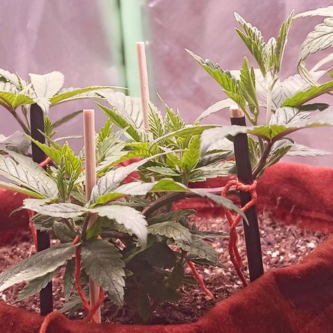 Semente encontrada em um bud growlog timeline photo