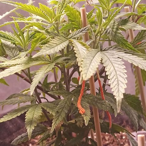 Semente encontrada em um bud growlog timeline photo