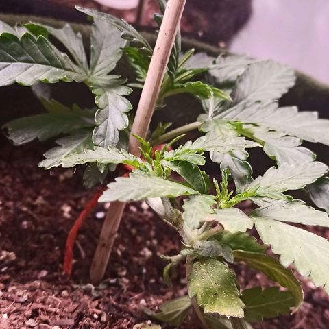 Semente encontrada em um bud growlog timeline photo